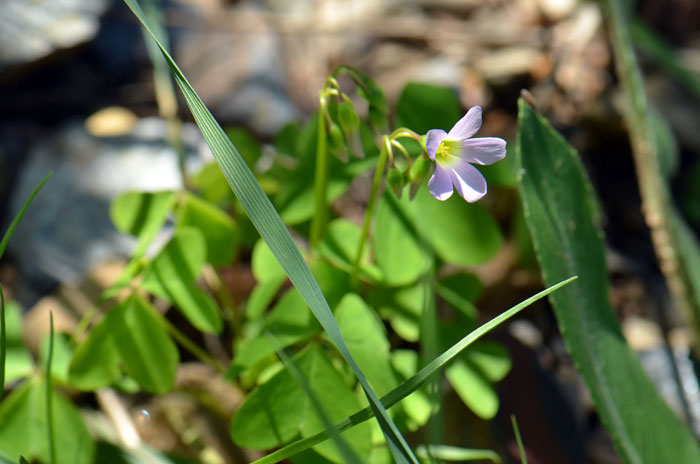 Oxalis alpina, Alpine Woodsorrel